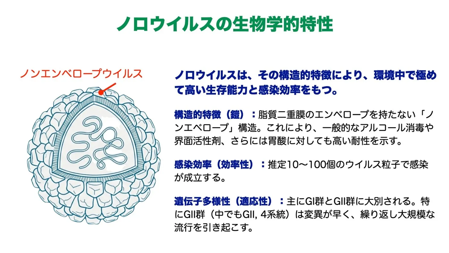 ノロウイルスの生物学的特性
